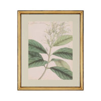botanicals artwork
